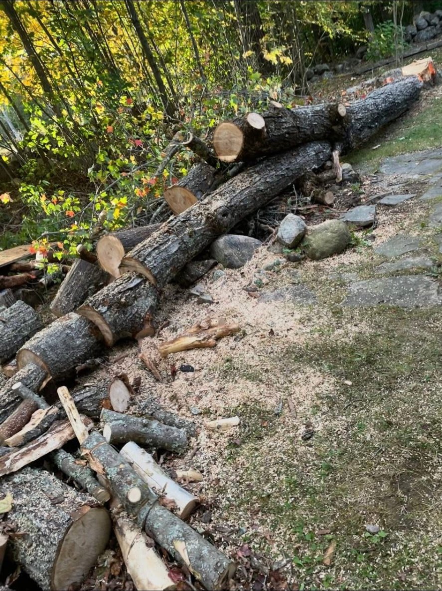 Felled trees and cleared brush along a driveway in Southern Maine