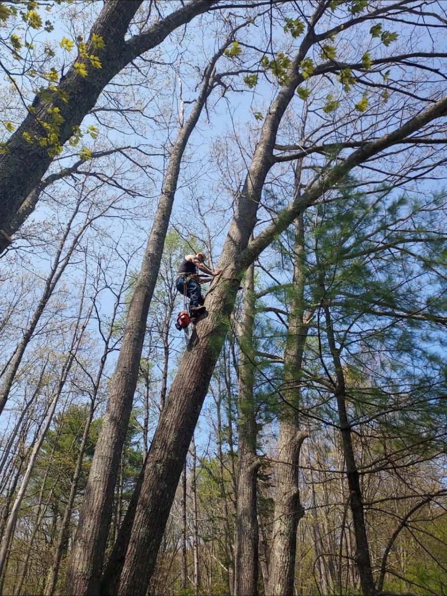 Climber roped into a tall hardwood during a Maine tree removal